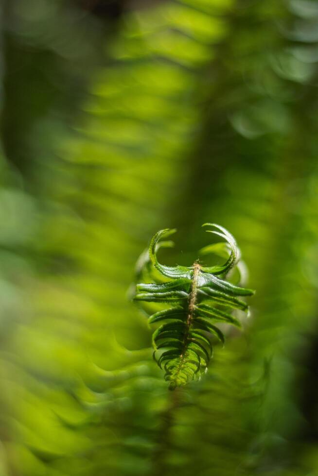 Sword Fern polystichum munitum photo