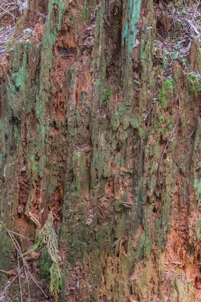 Rotting tree stump photo