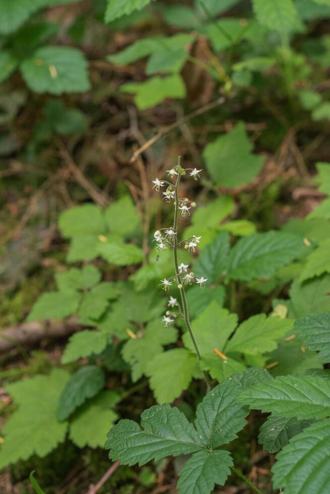 Three leaf foamflower photo