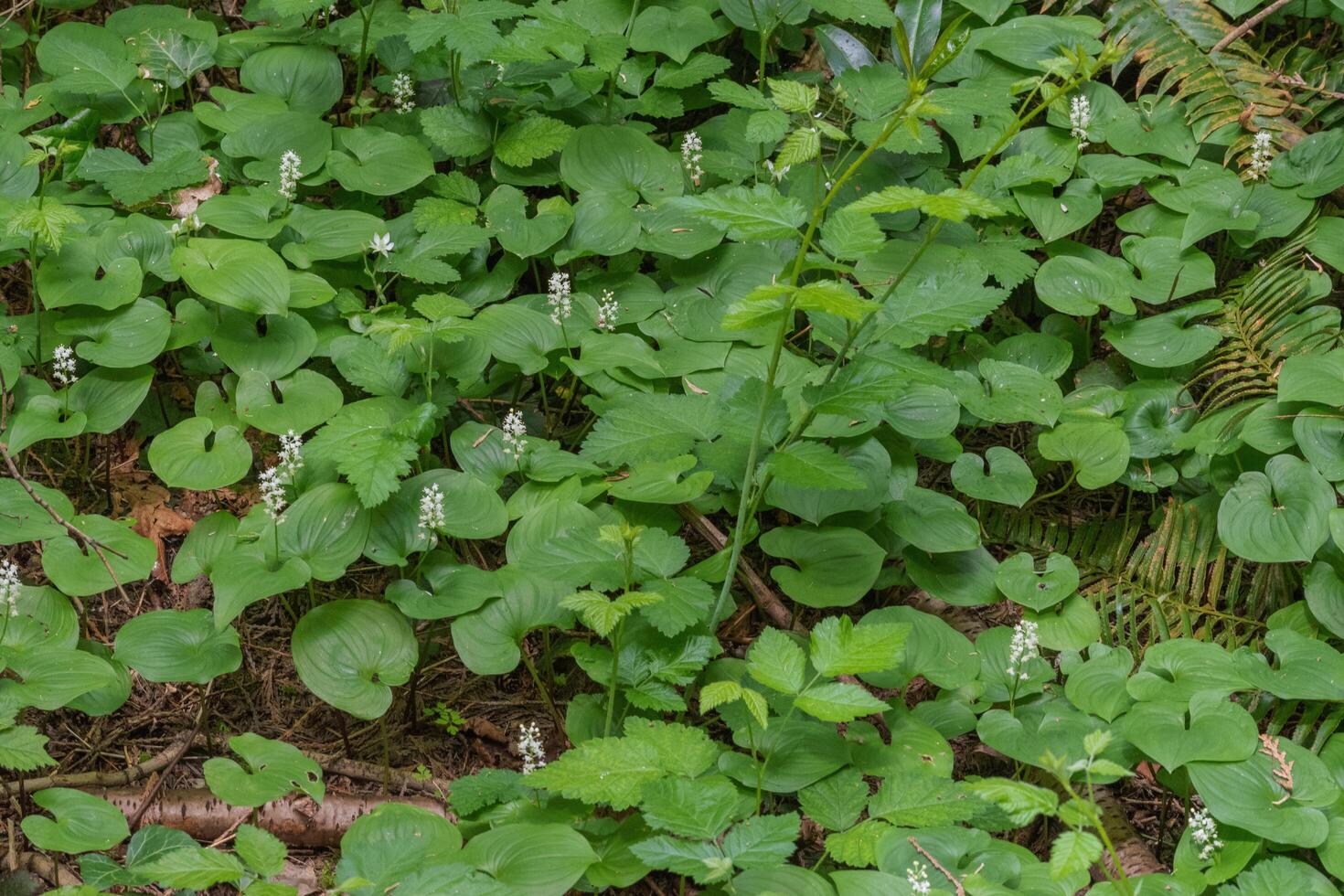 False lily of the valley or maianthemum dilatatum photo