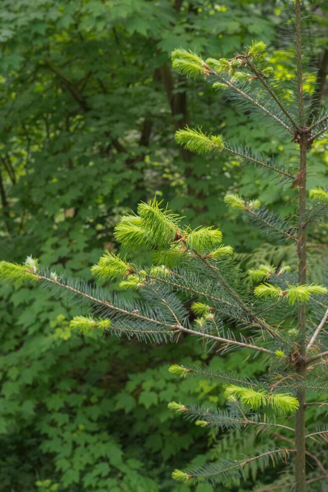 Douglas Fir or Pseudotsuga Menziesii photo