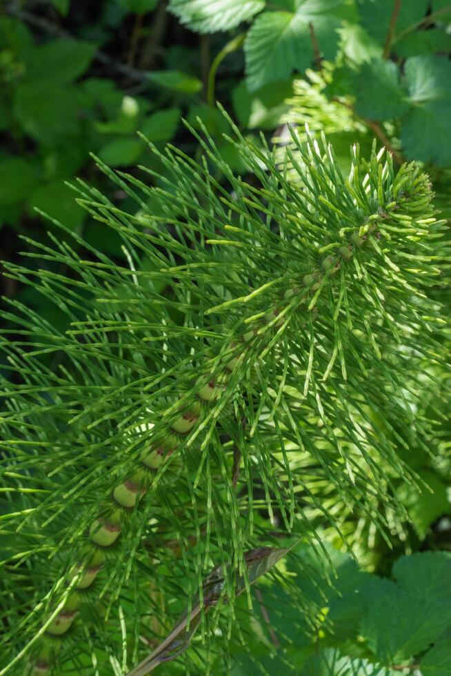 Horsetail or equisetum photo