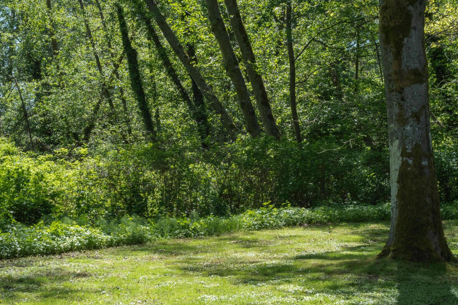 Sunny park view photo