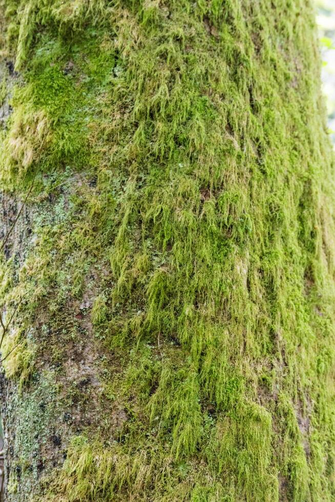 Moss on tree photo
