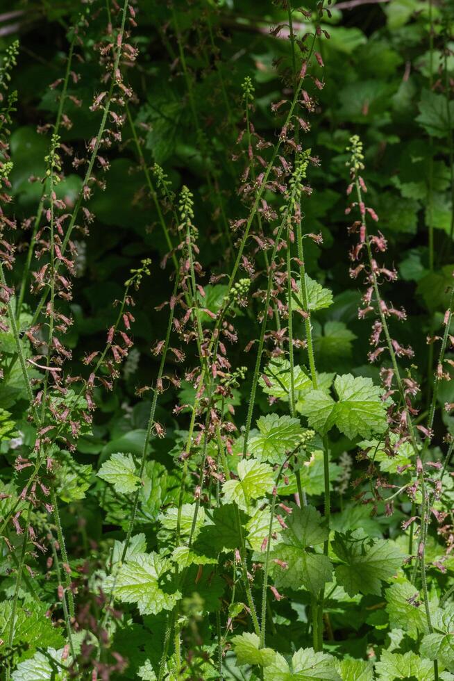 Youth on age or Tolmiea menziesii photo