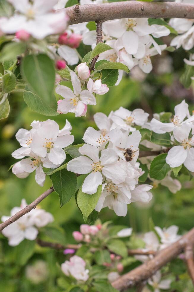 Crabapple or Malus with a bee photo