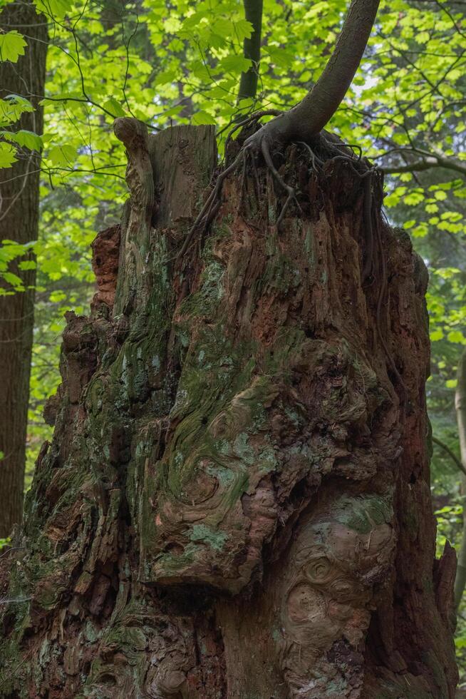 Tree growing from stump photo