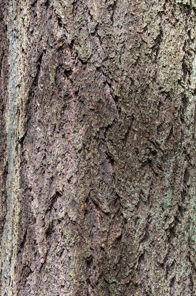 Douglas Fir pseudotsuga menziesii photo