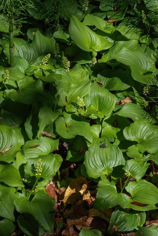 False lily of the valley photo