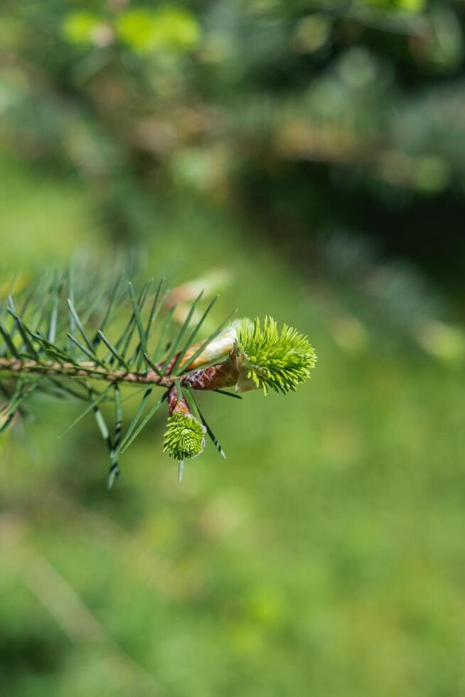 Douglas fir or pseudotsuga menziesii photo