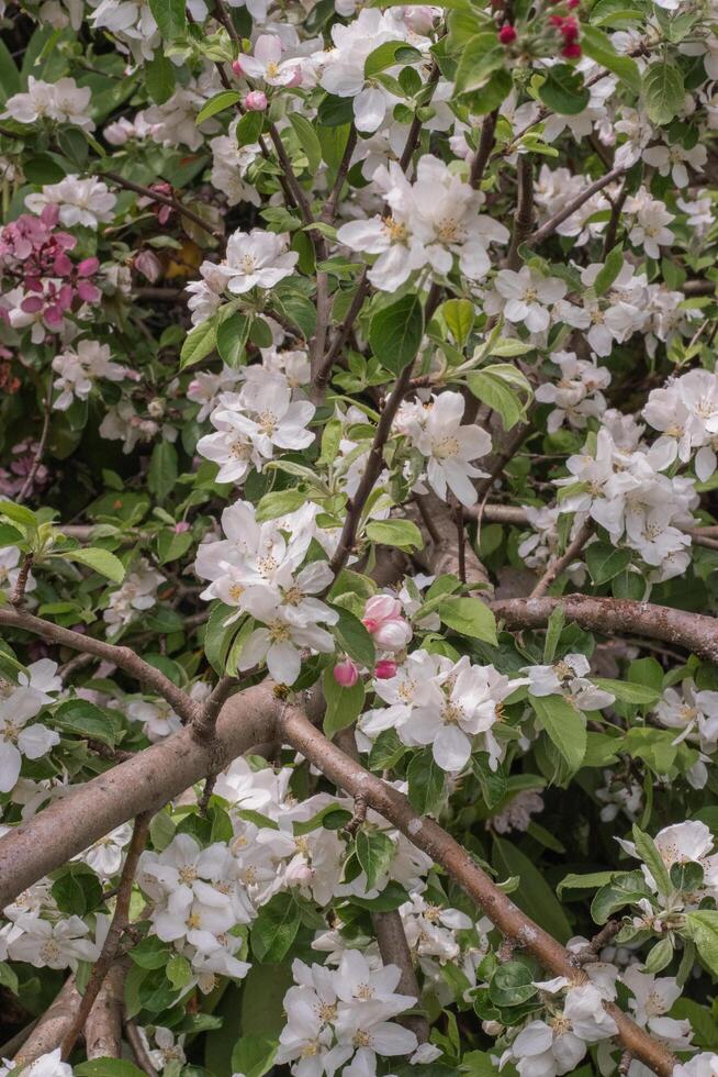 Crabapple or Malus photo