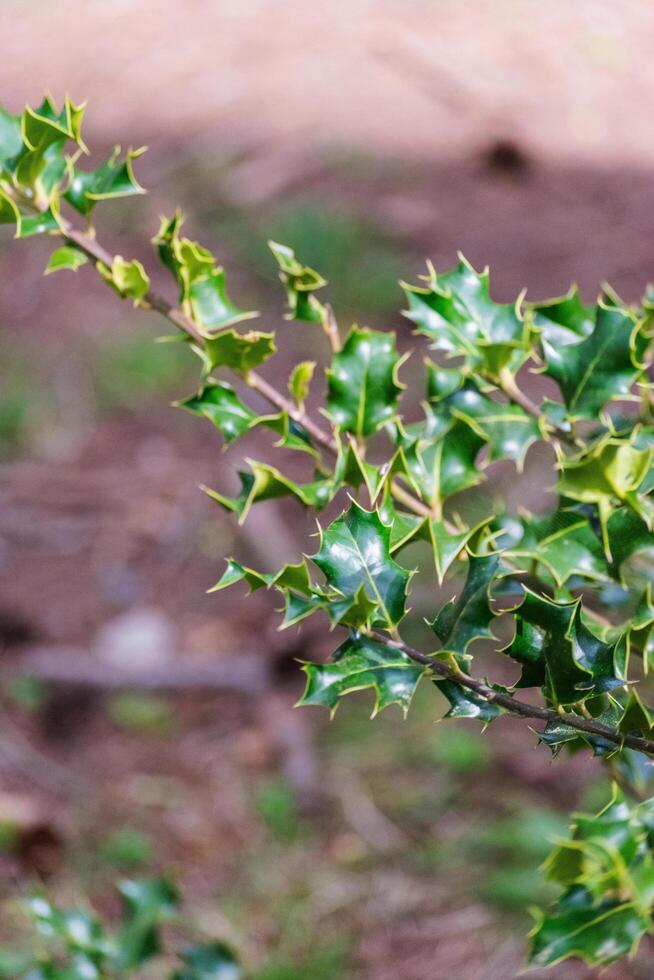 Holly Bush Ilex aquifolium photo