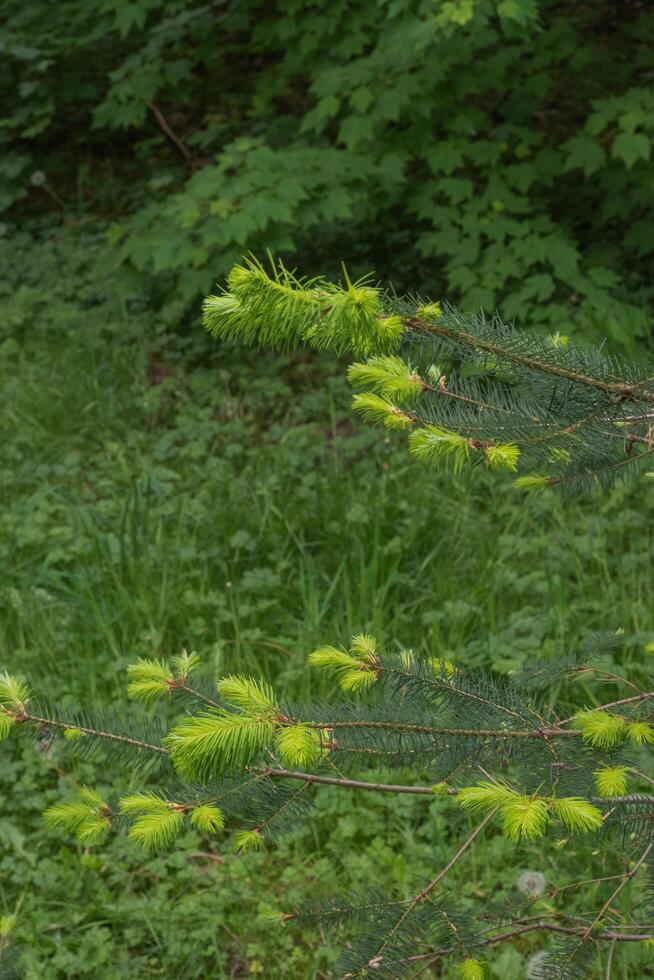 Douglas Fir or Pseudotsuga Menziesii photo