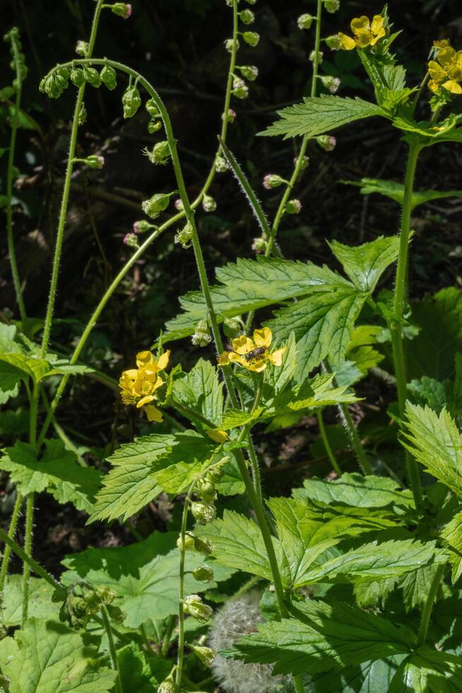 Largeleaf avens or geum macrophyllum photo