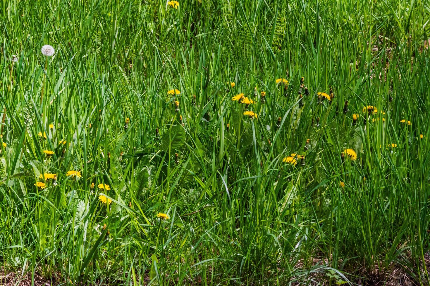 Grass with Dandelions photo