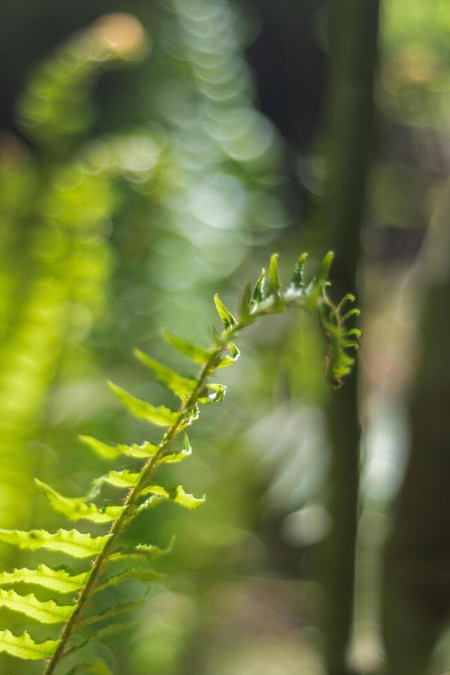 Sword Fern Polystichum munitum photo