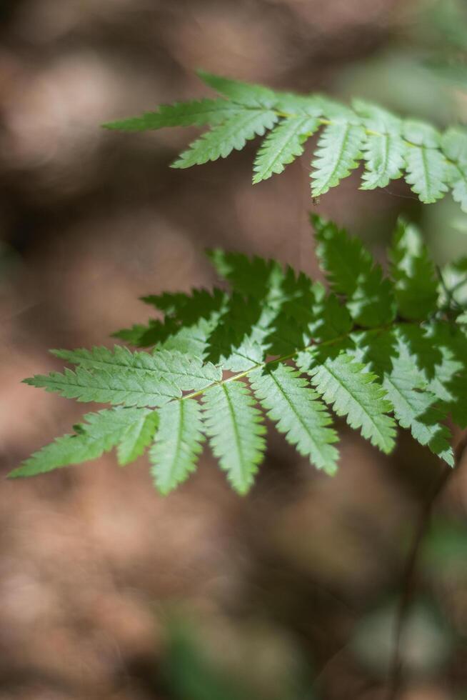 Fern Sorbus aucuparia photo