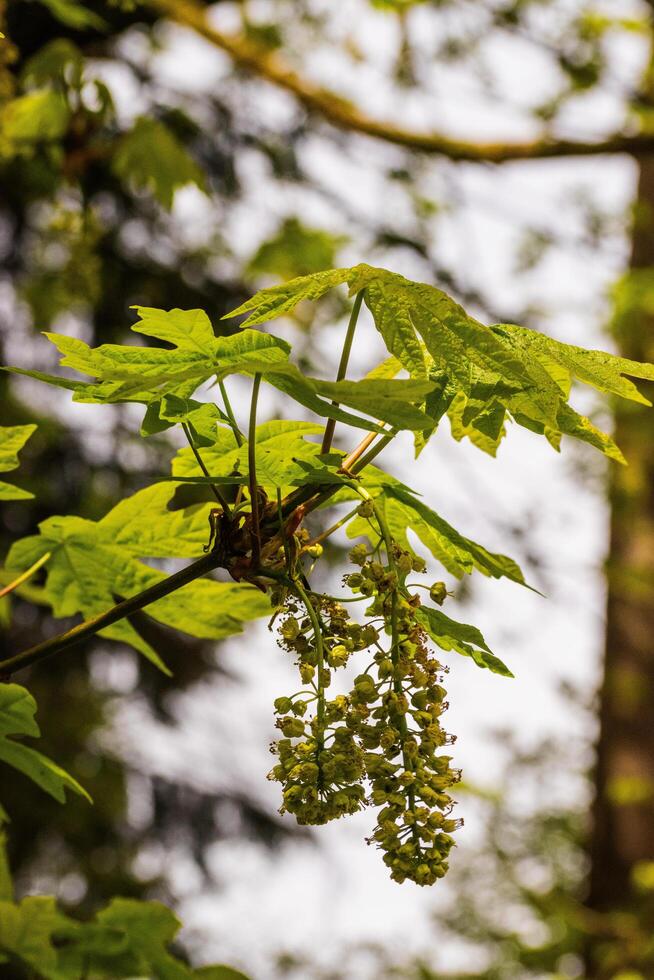 Bigleaf Maple Acer macrophyllum photo