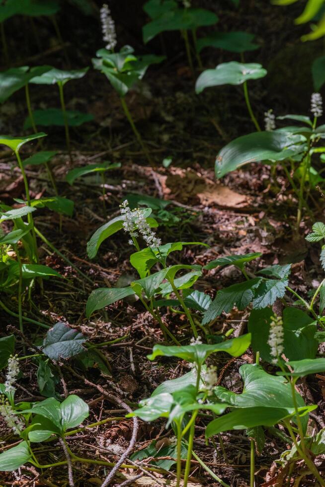 False lily of the valley photo