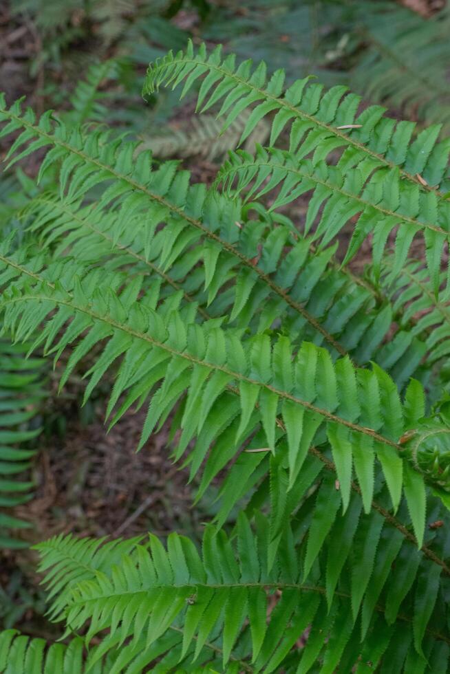 Sword Fern or Polystichum munitum photo