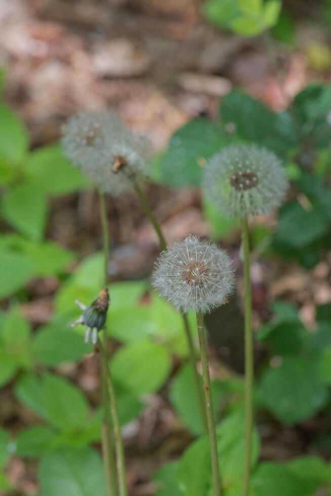 Dandelion or Taraxacum photo