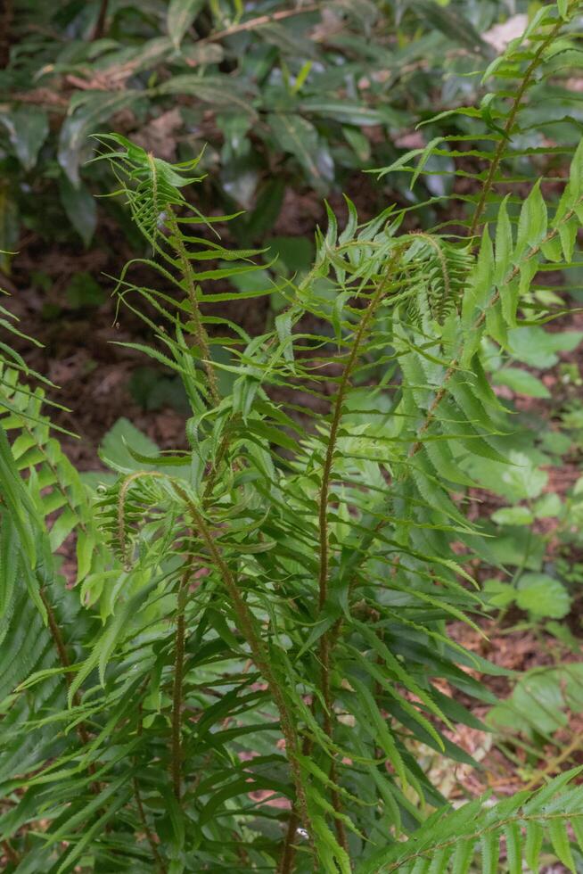 Sword Fern or polystichum munitum photo