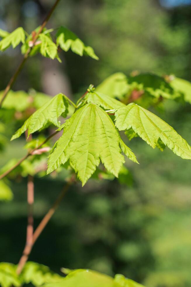 Japanese Maple Acer japonicum photo