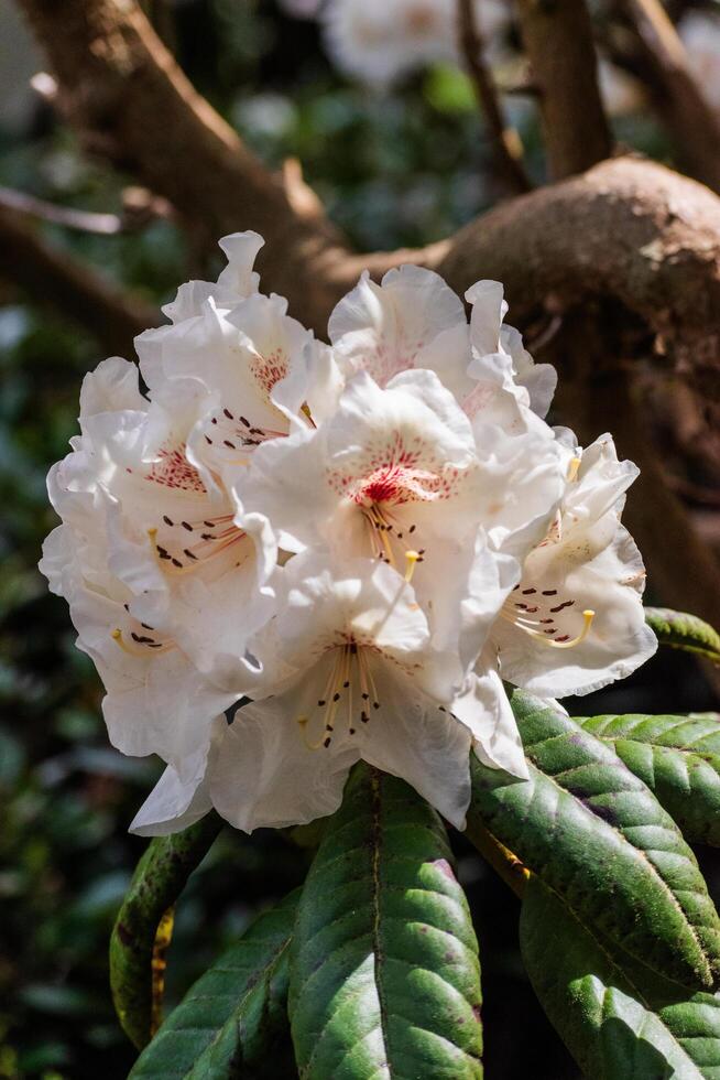 Cunningham's White Rhododendron photo