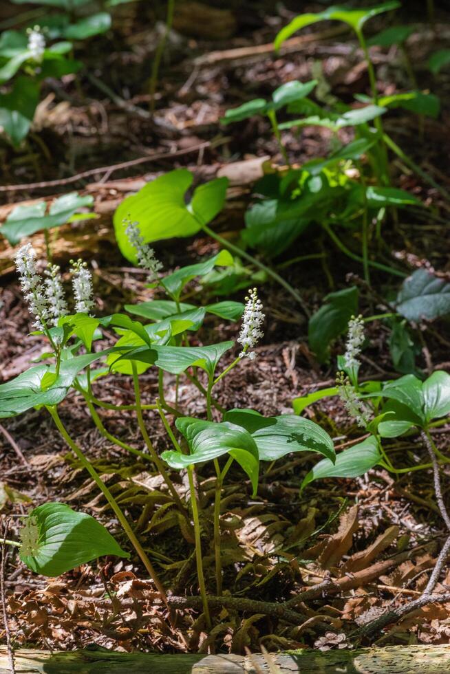 False lily of the valley photo