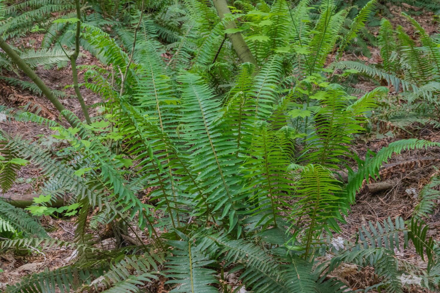 Sword Fern or polystichum munitum photo