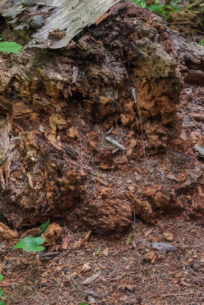 Rotting tree in the woods photo