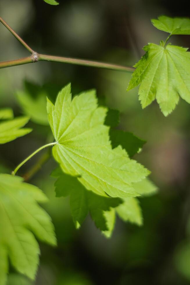 Japanese Maple Acer japonicum photo