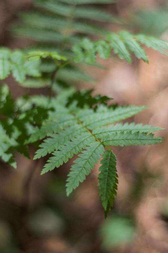 Fern Sorbus aucuparia photo