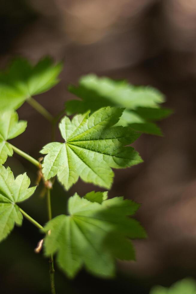 Japanese Maple Acer japonicum photo