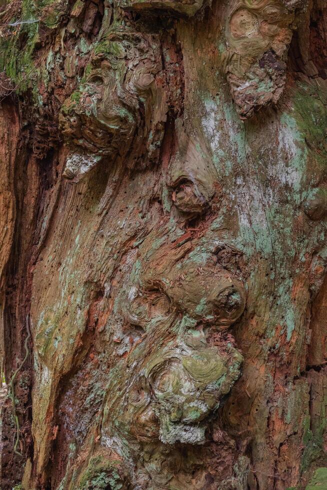 Decaying tree trunk photo