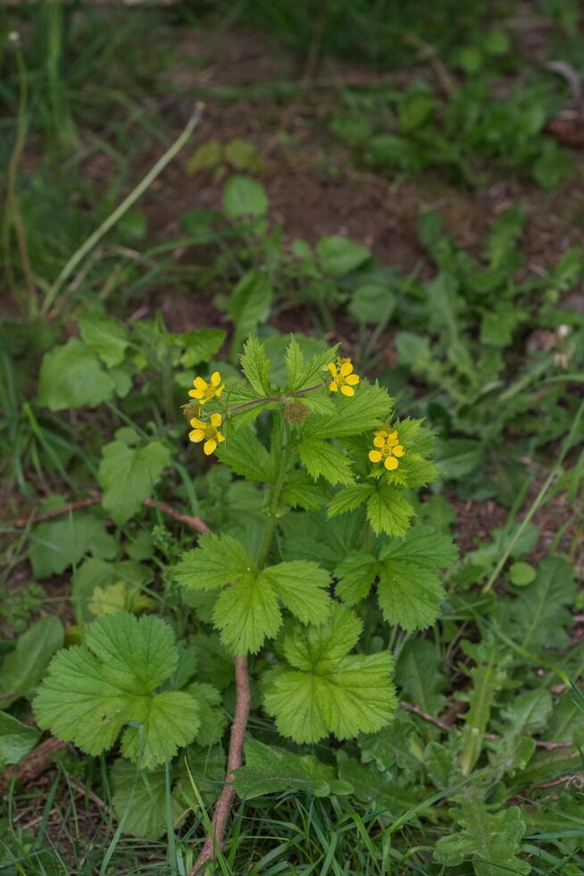 Largeleaf Avens or Geum Macrophyllum photo