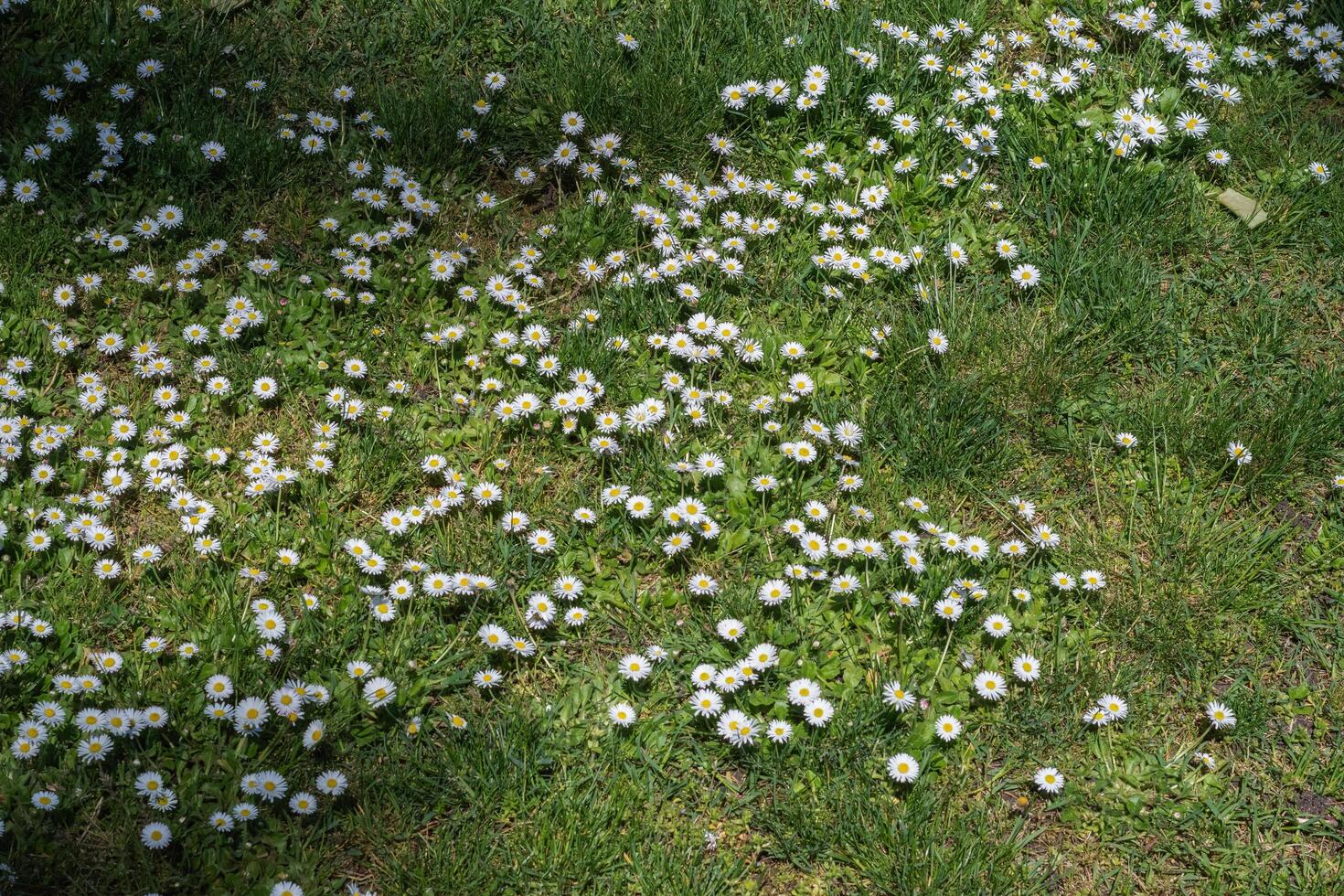 Daisy or Bellis perennis photo