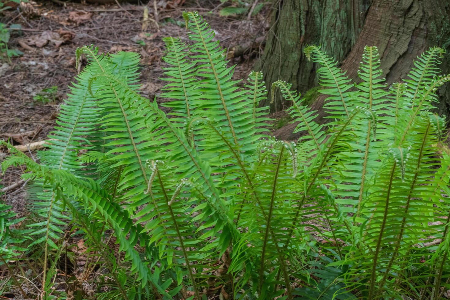 Sword Fern or polystichum munitum photo