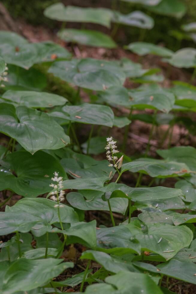 False lily of the valley or maianthemum dilatatum photo