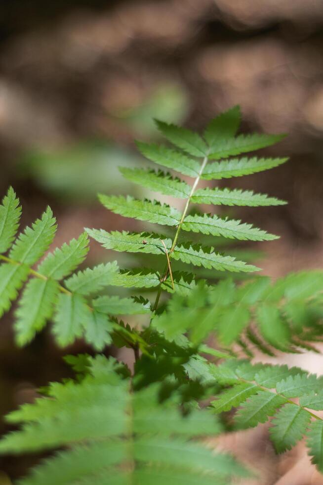 Fern Sorbus aucuparia photo