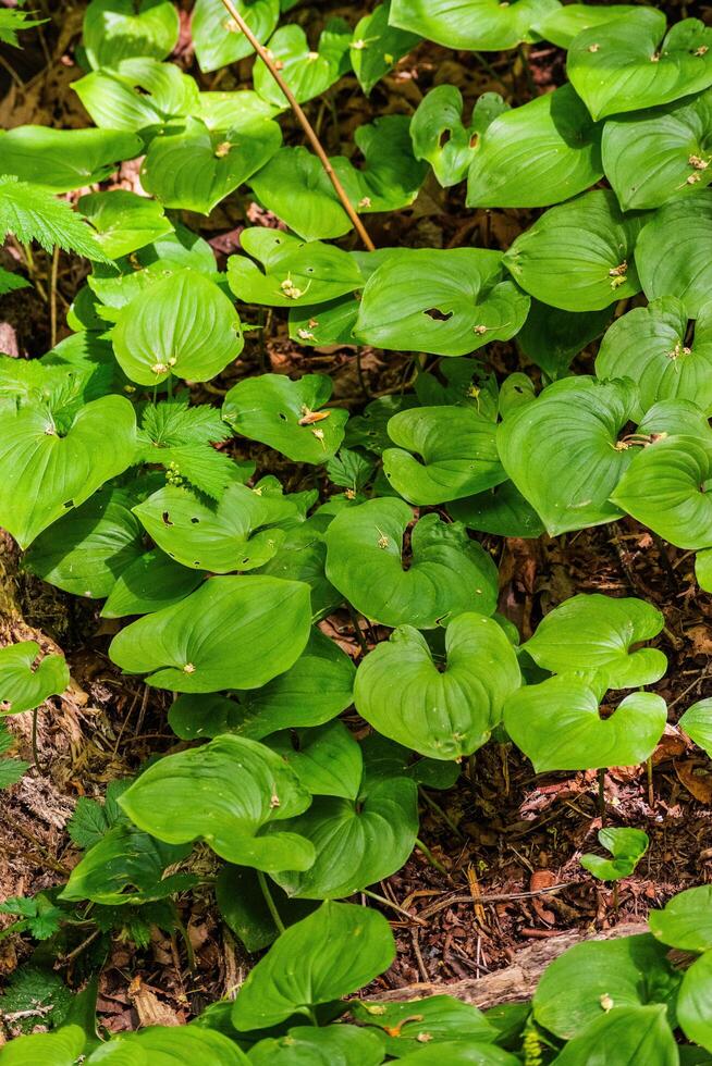 False Lily of the valley photo