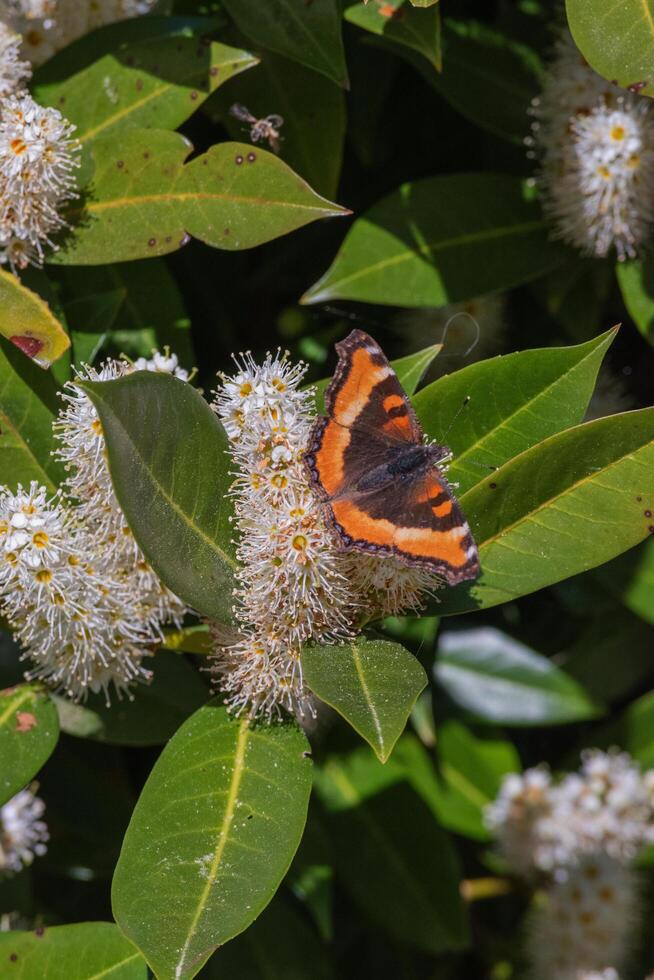 Butterfly on cherry laurel photo