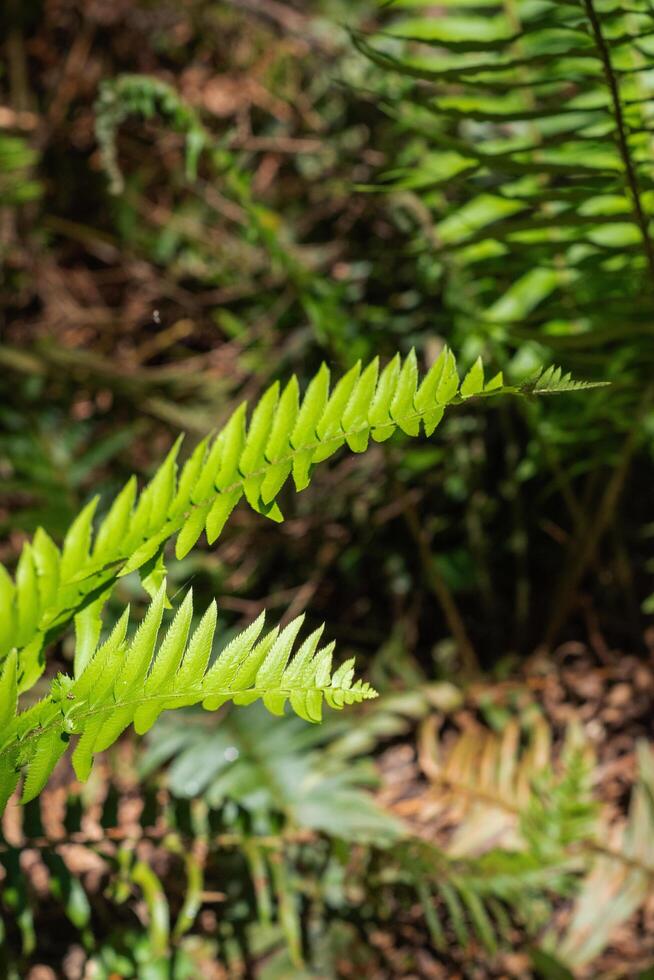Sword fern or Polystichum munitum photo