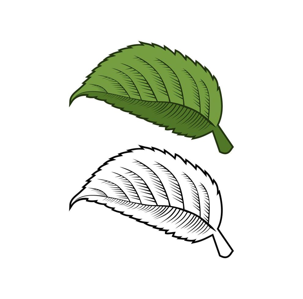 Hydrangea Leaf Design Illustration vector