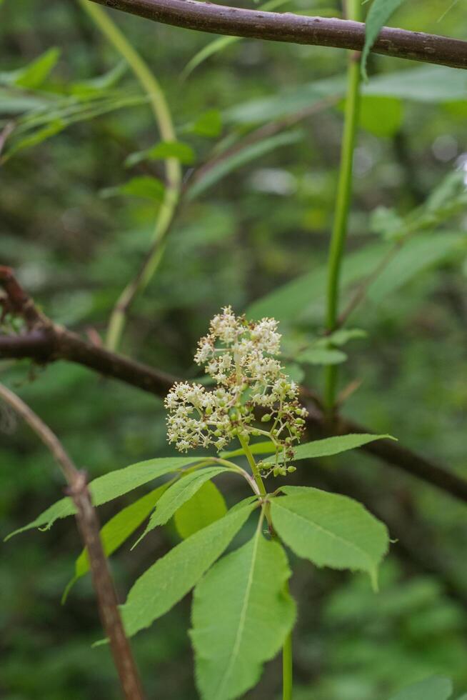 Japanese Red Elder or Sambucus Sieboldiana photo