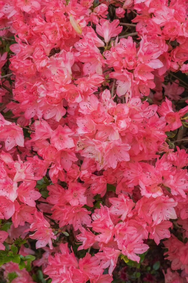 Tradition Azalea or Rhododendron Tradition photo