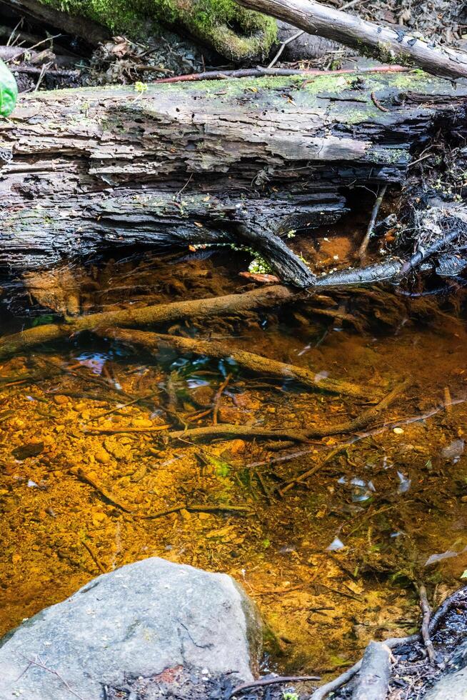 Creek bed in the forest photo