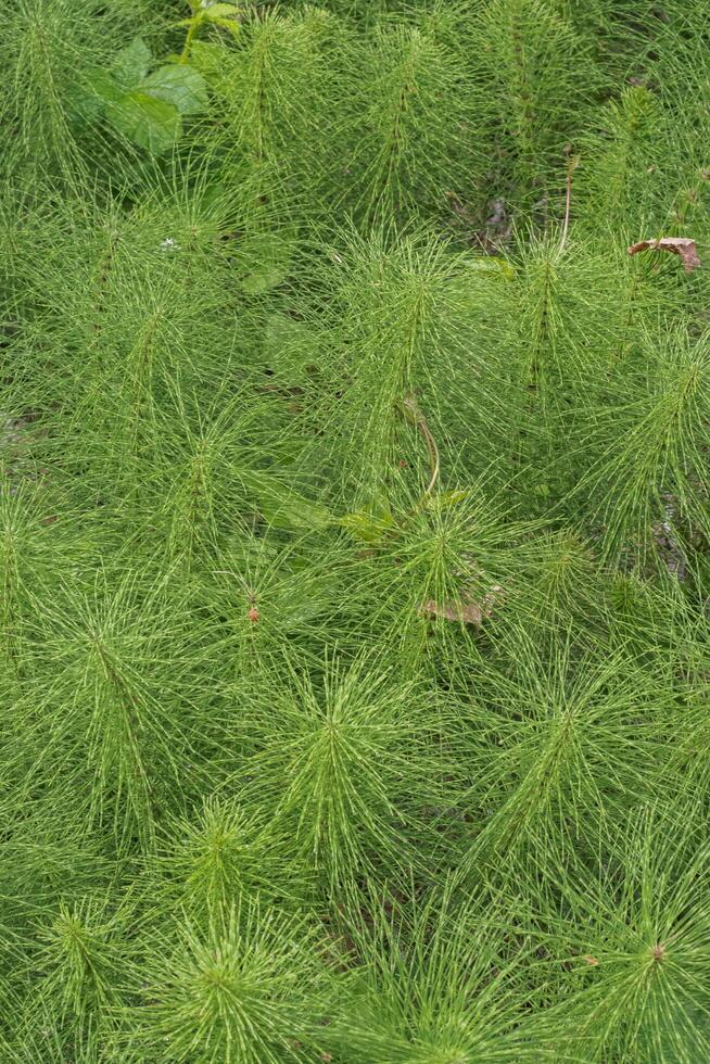 Horsetail or Equistem photo
