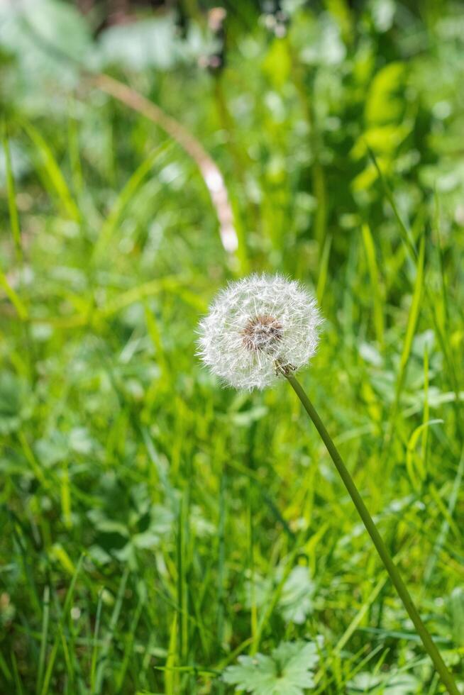 Dandelion or Taraxacum photo