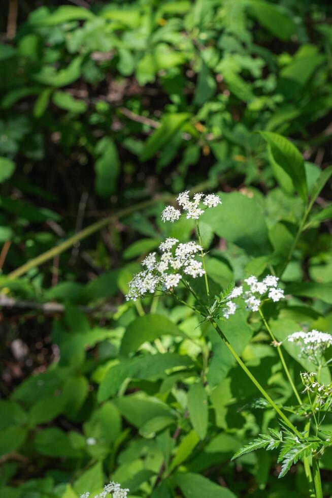 Japanese hedge parsley photo